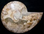 Beautiful Choffaticeras Ammonite - Half #8729-2